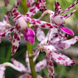 Dipodium variegatum at Ulladulla, NSW - suppressed