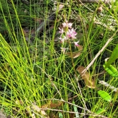 Dipodium variegatum at Ulladulla, NSW - 30 Dec 2021