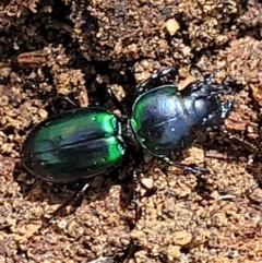 Carenum sp. (Carenum ground beetle) at Ulladulla, NSW - 29 Dec 2021 by tpreston