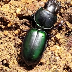 Carenum sp. (genus) at Ulladulla, NSW - 30 Dec 2021