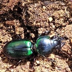 Carenum sp. (genus) at Ulladulla, NSW - 30 Dec 2021