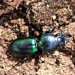 Carenum sp. (genus) at Ulladulla, NSW - 30 Dec 2021