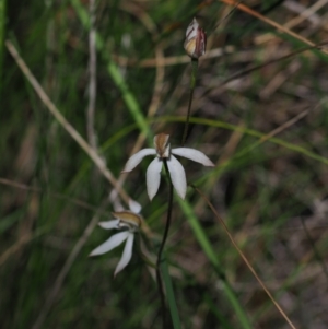 Caladenia moschata at Stromlo, ACT - 9 Nov 2021