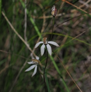 Caladenia moschata at Stromlo, ACT - suppressed