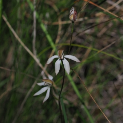 Caladenia moschata (Musky Caps) at Block 402 - 9 Nov 2021 by Caric