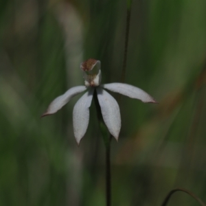 Caladenia moschata at Stromlo, ACT - suppressed