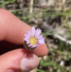 Pappochroma nitidum (Sticky Fleabane) at Namadgi National Park - 28 Dec 2021 by Ned_Johnston