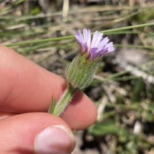 Pappochroma nitidum at Cotter River, ACT - 28 Dec 2021