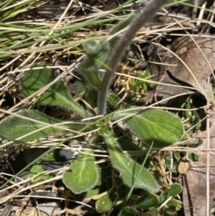 Pappochroma nitidum at Cotter River, ACT - 28 Dec 2021