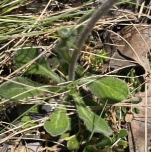 Pappochroma nitidum at Cotter River, ACT - 28 Dec 2021