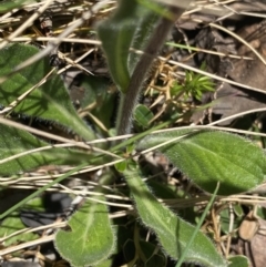 Pappochroma nitidum at Cotter River, ACT - 28 Dec 2021