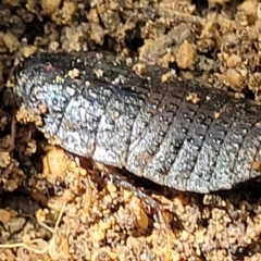 Molytria sp. (genus) (A cockroach) at Ulladulla, NSW - 30 Dec 2021 by trevorpreston