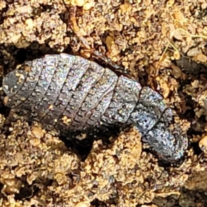 Molytria sp. (genus) at Ulladulla, NSW - 30 Dec 2021