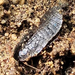 Molytria sp. (genus) at Ulladulla, NSW - 30 Dec 2021
