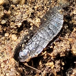 Molytria sp. (genus) at Ulladulla, NSW - 30 Dec 2021
