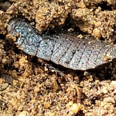 Molytria sp. (genus) at Ulladulla, NSW - 30 Dec 2021