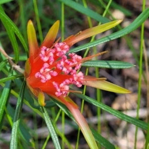 Lambertia formosa at Ulladulla, NSW - 30 Dec 2021 10:43 AM