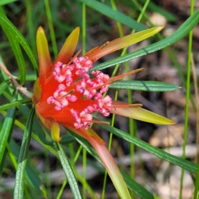 Lambertia formosa (Mountain Devil) at Ulladulla, NSW - 30 Dec 2021 by trevorpreston