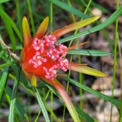 Lambertia formosa (Mountain Devil) at Ulladulla, NSW - 29 Dec 2021 by tpreston