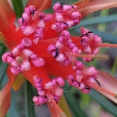 Lambertia formosa at Ulladulla, NSW - 30 Dec 2021