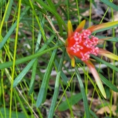 Lambertia formosa at Ulladulla, NSW - 30 Dec 2021
