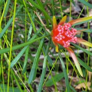 Lambertia formosa at Ulladulla, NSW - 30 Dec 2021 10:43 AM