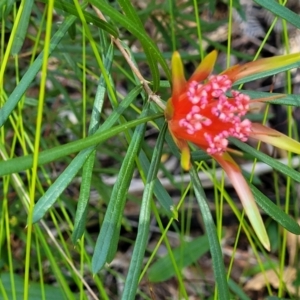 Lambertia formosa at Ulladulla, NSW - 30 Dec 2021