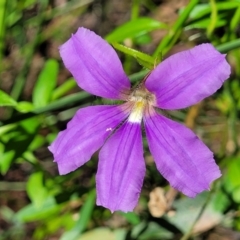 Scaevola ramosissima (Hairy Fan-flower) at Ulladulla Wildflower Reserve - 29 Dec 2021 by tpreston