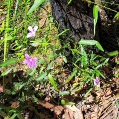 Scaevola ramosissima at Ulladulla, NSW - 30 Dec 2021