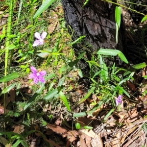 Scaevola ramosissima at Ulladulla, NSW - 30 Dec 2021