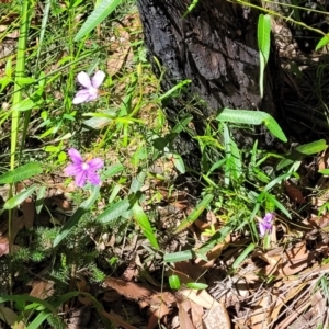 Scaevola ramosissima at Ulladulla, NSW - 30 Dec 2021 10:39 AM