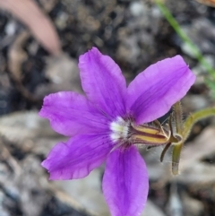 Scaevola ramosissima at Ulladulla, NSW - 30 Dec 2021