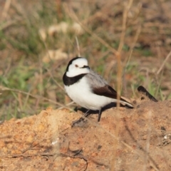 Epthianura albifrons at Denman Prospect, ACT - 8 Aug 2010