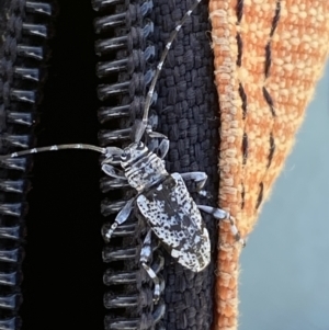 Disterna canosa at Numeralla, NSW - 30 Dec 2021