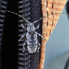 Disterna canosa at Numeralla, NSW - 30 Dec 2021