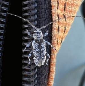 Disterna canosa at Numeralla, NSW - 30 Dec 2021