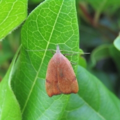 Tortricopsis uncinella (A concealer moth) at McKellar, ACT - 1 Dec 2021 by Birdy