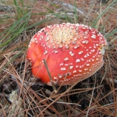 Amanita muscaria (Fly Agaric) at Yarralumla, ACT - 7 Apr 2021 by Amata