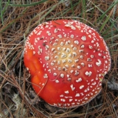 Amanita muscaria at Yarralumla, ACT - 7 Apr 2021