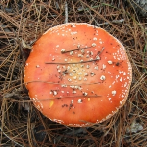 Amanita muscaria at Yarralumla, ACT - 7 Apr 2021