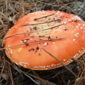 Amanita muscaria at Yarralumla, ACT - 7 Apr 2021