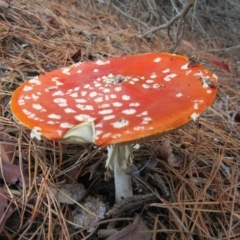 Amanita muscaria at Yarralumla, ACT - 7 Apr 2021