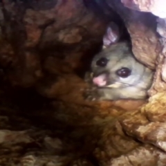 Trichosurus vulpecula (Common Brushtail Possum) at GG129 - 6 Dec 2021 by MichaelMulvaney