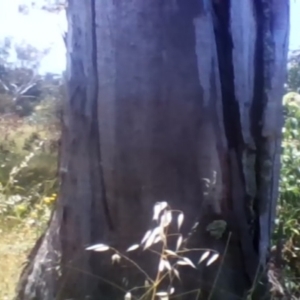 Eucalyptus blakelyi at Garran, ACT - 7 Dec 2021