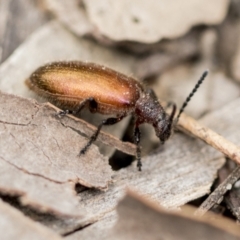 Ecnolagria grandis (Honeybrown beetle) at Bruce Ridge to Gossan Hill - 13 Dec 2021 by AlisonMilton