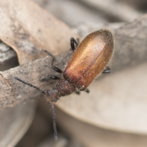 Ecnolagria grandis at Bruce, ACT - 14 Dec 2021 10:12 AM