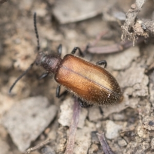 Ecnolagria grandis at Bruce, ACT - 14 Dec 2021 10:12 AM