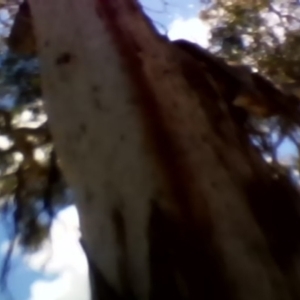 Callocephalon fimbriatum at Dairymans Plains, NSW - suppressed