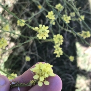 Hirschfeldia incana at San Remo, VIC - 17 Dec 2021