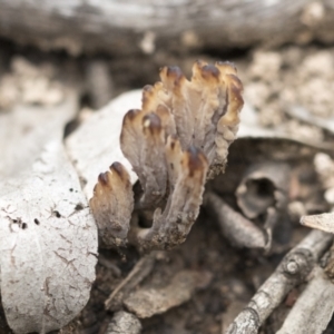 Clavulina sp. at Bruce, ACT - 14 Dec 2021 10:13 AM